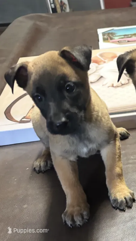 Lila – Belgian Malinois puppy for sale in Forsyth, GA