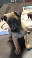 Lila, a female Belgian Malinois for sale in Forsyth, GA – 1 of 1