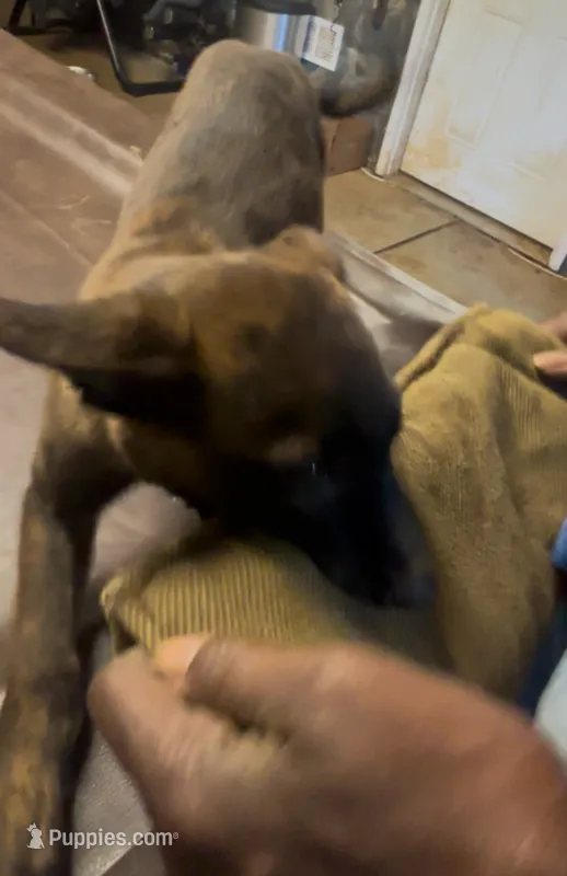 Blaze – Dutch Shepherd puppy for sale in Forsyth, GA
