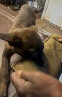 Blaze, a female Dutch Shepherd for sale in Forsyth, GA – 1 of 1