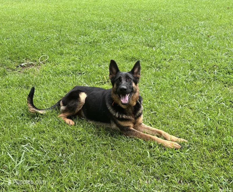 Lucy – German Shepherd Dog puppy for sale in Forsyth, GA
