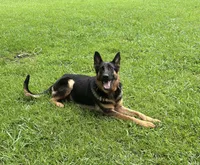 Lucy, a female German Shepherd Dog for sale in Forsyth, GA – 1 of 1