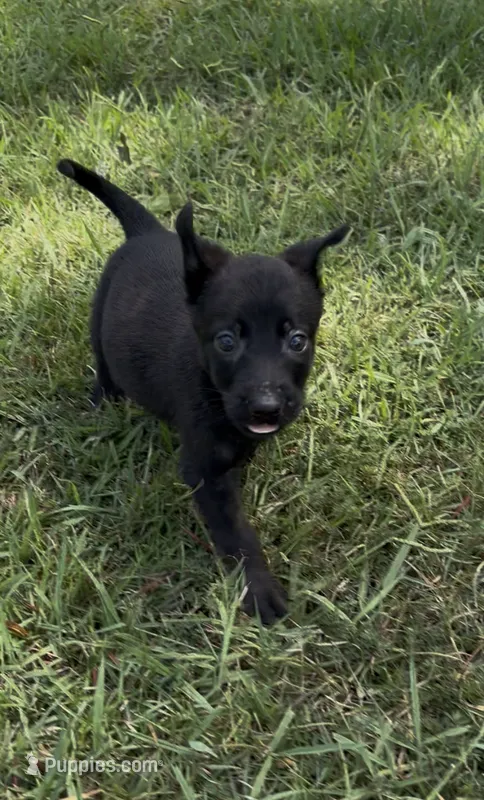 Tiny Tot'Tiana – Dutch Shepherd puppy for sale in Forsyth, GA