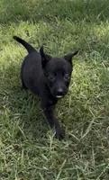 Tiny Tot'Tiana, a female Dutch Shepherd for sale in Forsyth, GA – 1 of 1