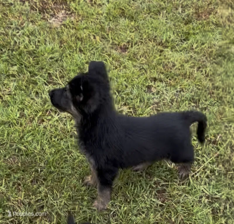 Nala – German Shepherd Dog puppy for sale in Forsyth, GA