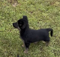 Nala, a female German Shepherd Dog for sale in Forsyth, GA – 1 of 1