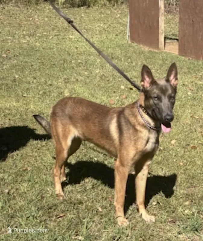 Prophet – Belgian Malinois puppy for sale in Forsyth, GA