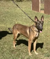 Prophet, a male Belgian Malinois for sale in Forsyth, GA – 1 of 1