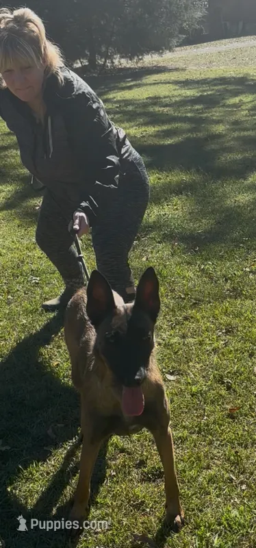 June – Belgian Malinois puppy for sale in Forsyth, GA