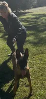 June, a female Belgian Malinois for sale in Forsyth, GA – 1 of 1