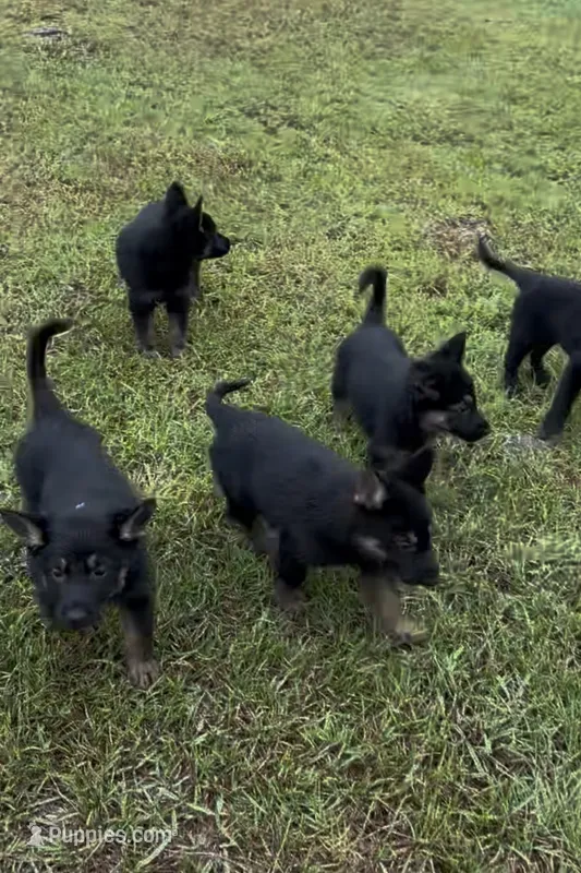 Nala – German Shepherd Dog puppy for sale in Forsyth, GA