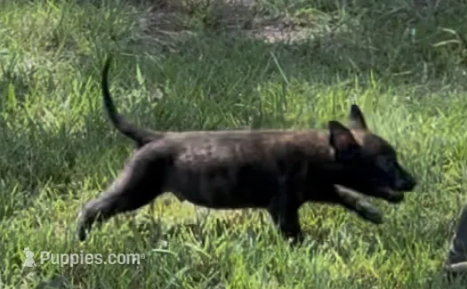 Rex – Dutch Shepherd puppy for sale in Forsyth, GA