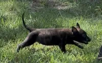 Rex, a male Dutch Shepherd for sale in Forsyth, GA – 1 of 1