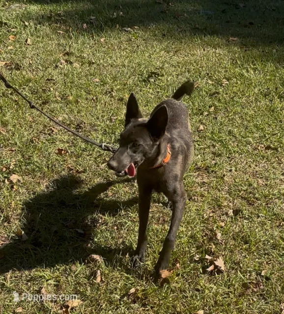 Azul – Belgian Malinois puppy for sale in Forsyth, GA