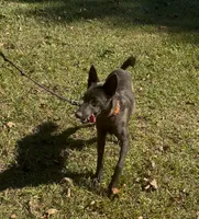 Azul, a female Belgian Malinois for sale in Forsyth, GA – 1 of 1