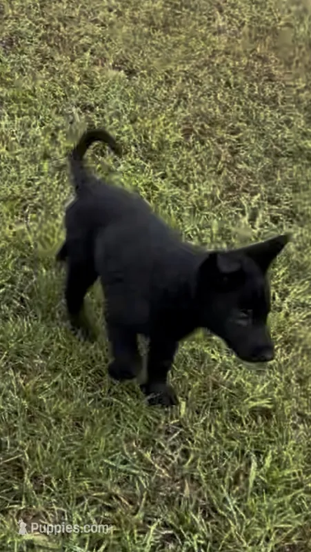 Noche – German Shepherd Dog puppy for sale in Forsyth, GA