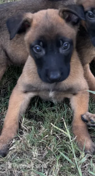 Theo – Belgian Malinois puppy for sale in Forsyth, GA