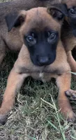 Theo, a male Belgian Malinois for sale in Forsyth, GA – 1 of 1