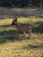 Fuego, a male Belgian Malinois for sale in Forsyth, GA – 1 of 1