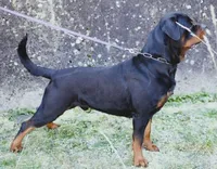 Lil Filly, a male Rottweiler for sale in Salt Lake City, UT – Photo 2 of 7