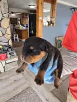 Lil Filly, a male Rottweiler for sale in Salt Lake City, UT – Photo 7 of 7