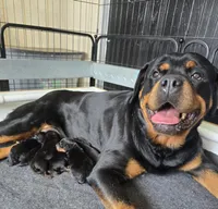 Lil Filly, a male Rottweiler for sale in Salt Lake City, UT – Photo 5 of 7