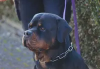 Lil Filly, a male Rottweiler for sale in Salt Lake City, UT – Photo 1 of 7