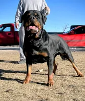 Lil Filly, a male Rottweiler for sale in Salt Lake City, UT – Photo 4 of 7