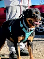 Lil Filly, a male Rottweiler for sale in Salt Lake City, UT – Photo 3 of 7
