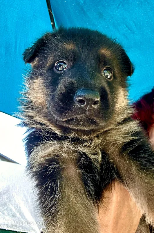 Rambo – German Shepherd Dog puppy for sale in Hodgenville, KY