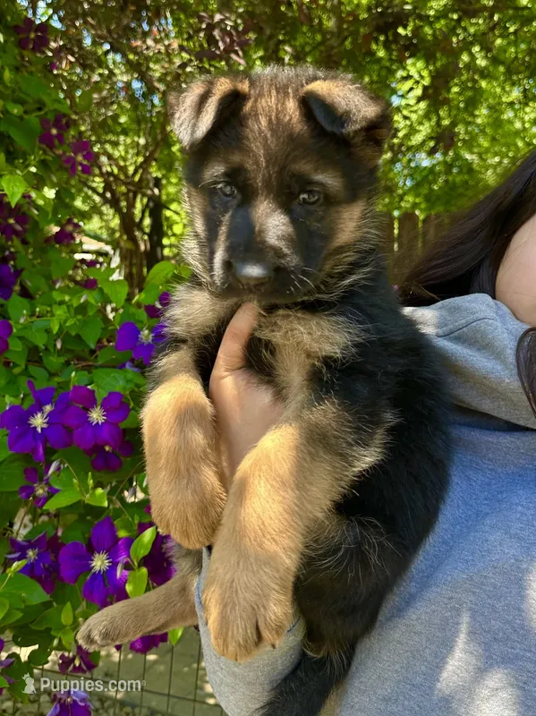 Rambo – German Shepherd Dog puppy for sale in Hodgenville, KY