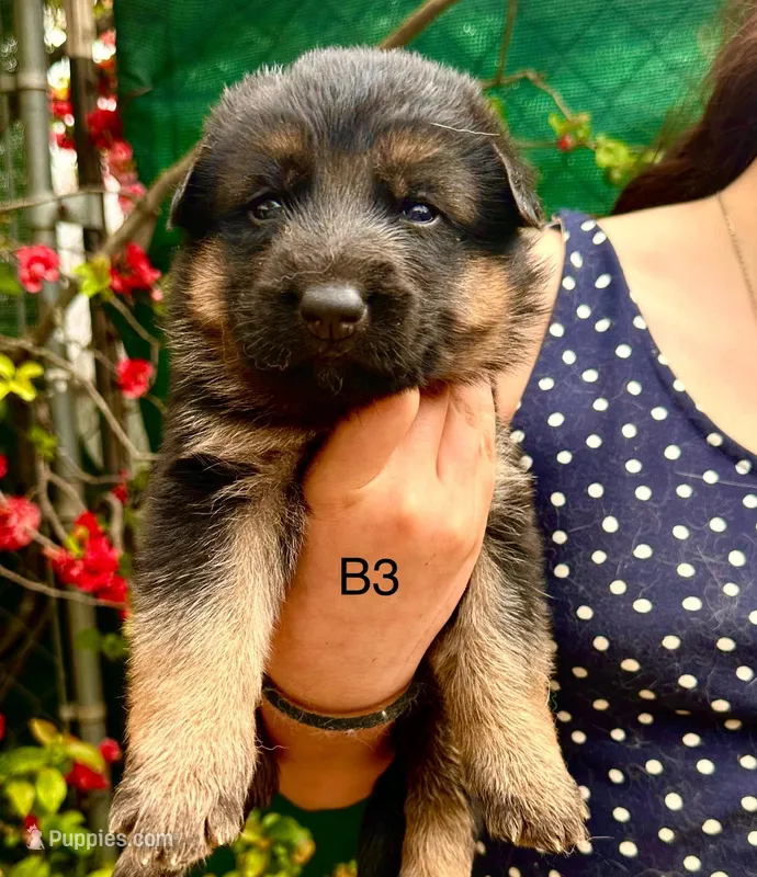 Lobo – German Shepherd Dog puppy for sale in Hodgenville, KY