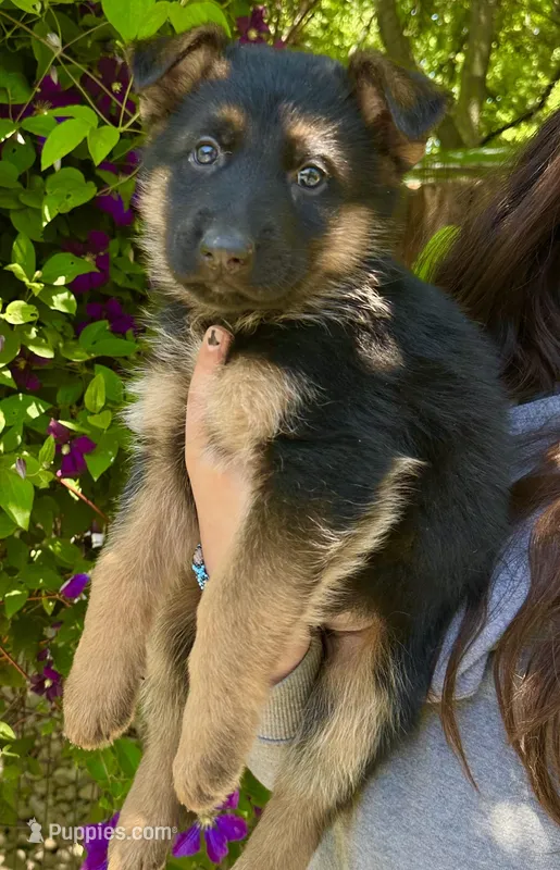 Russell – German Shepherd Dog puppy for sale in Hodgenville, KY