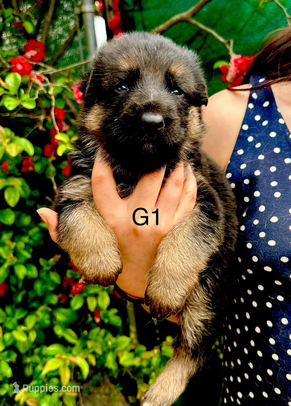 Luna – German Shepherd Dog puppy for sale in Hodgenville, KY