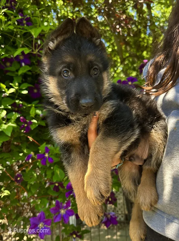 Rony – German Shepherd Dog puppy for sale in Hodgenville, KY