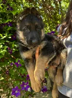 Photo of Rony
