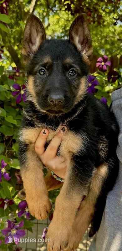 Rocky – German Shepherd Dog puppy for sale in Hodgenville, KY