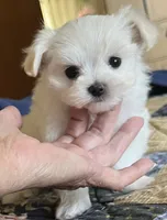 Baby, a female Maltese for sale in Sylva, NC – 3 of 6