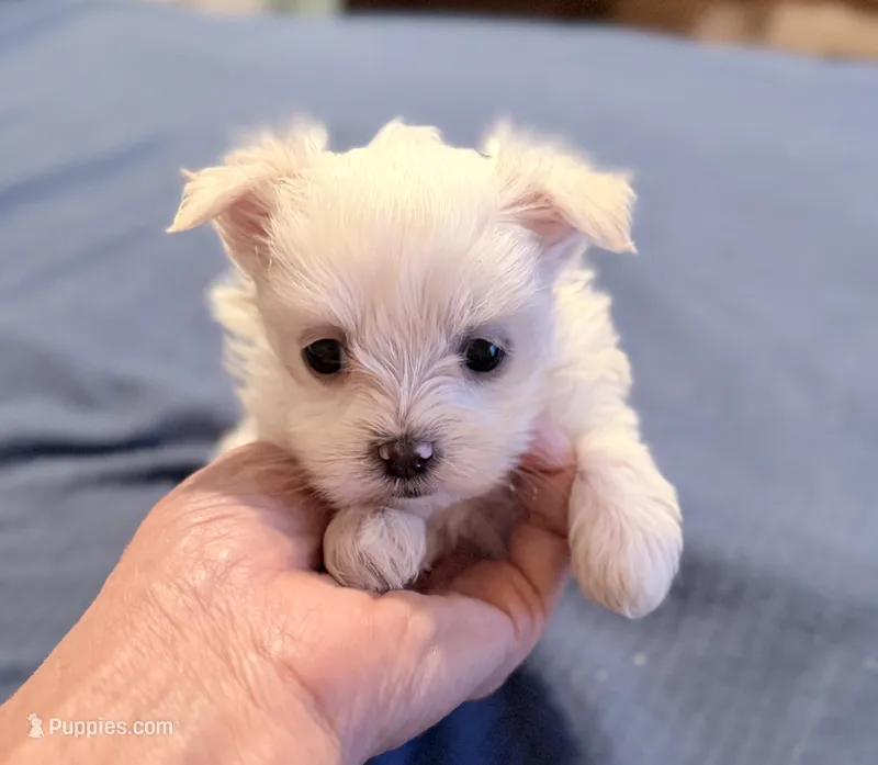 Baby, a female Maltese for sale in Sylva, NC – 1 of 6