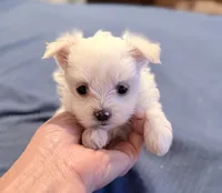 Baby, a female Maltese for sale in Sylva, NC – 1 of 6
