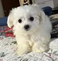 Baby, a female Maltese for sale in Sylva, NC – 4 of 6