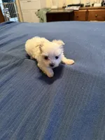Baby, a female Maltese for sale in Sylva, NC – 2 of 6