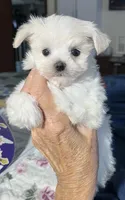 Baby, a female Maltese for sale in Sylva, NC – 5 of 6