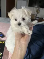 Baby, a female Maltese for sale in Sylva, NC – 6 of 6