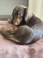 Dash , a male Miniature Dachshund for sale in Martinsburg, WV – 5 of 8