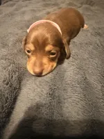 Lila, a female Miniature Dachshund for sale in Colorado Springs, CO – 2 of 8
