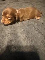 Lila, a female Miniature Dachshund for sale in Colorado Springs, CO – 6 of 8