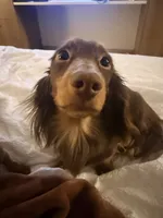 Dash , a male Miniature Dachshund for sale in Falling Waters, WV – 6 of 8