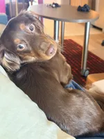 Dash , a male Miniature Dachshund for sale in Falling Waters, WV – 8 of 8