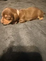 Lila, a female Miniature Dachshund for sale in Colorado Springs, CO – 4 of 8